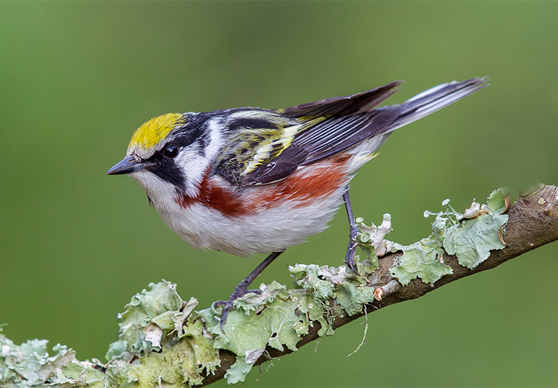 Photo of a Bird